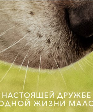 постер фильма Собачья жизнь 2